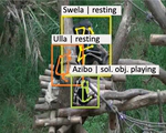 [IJCV26] AlphaChimp: Tracking and Behavior Recognition of Chimpanzees
