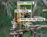 [IJCV26] AlphaChimp: Tracking and Behavior Recognition of Chimpanzees